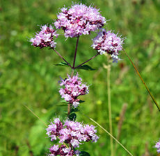 Oregano (Origanum Vulgare) Essential Oil