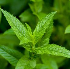 Peppermint Essential Oil (Supreme)