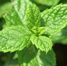 Peppermint Fragrant Oil