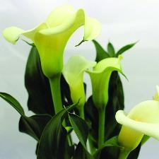 Calla Lily Fragrant Oil