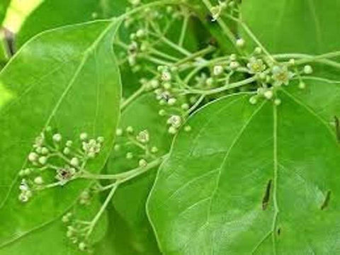 Camphor Essential Oil