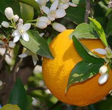 Orange Essential Oil (Sweet)