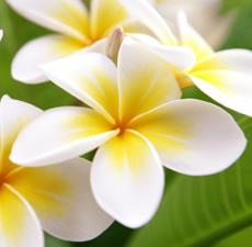 Plumeria Fragrant Oil